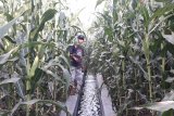 Tanaman jagung petani Sariak Pasaman Barat terjangkiti virus bulai