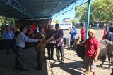 PT Bank SulutGo berkurban belasan ekor sapi
