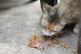 Kucing hanya diberi makanan kering, bolehkah?