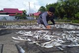 Produksi ikan asin di Agam berkurang hingga 50 persen