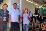 Pemprov Sulut mengembangkan sapi perah hingga kabupaten/kota