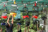 BKSDA W Sumatra asked chirping bird lovers to register pet birds immediately