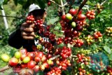 Indonesia ekspor kopi senilai satu juta euro ke Slowakia