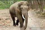 BBKSDA Riau pantau gajah liar yang keluar habitat