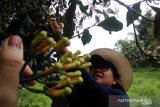 Harga cengkih di Sulawesi Utara turun tipis