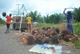Pemkab Muaraenim targetkan peremajaan kebun sawit seluas 5.000 Ha