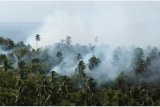 Sekitar 100 hektare areal perkebunan Warembungan-Minahasa terbakar