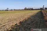 Bendungan rusak, 50 hektare sawah di Ranomeeto kering