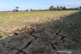 Puluhan petani padi di Ranomeeto, Sultra, belum mengikuti asuransi