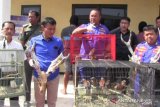 Polisi Jatim gagalkan penyelundupan ratusan satwa asal Papua