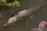 Seorang warga Lampung tewas diterkam buaya saat cari ikan