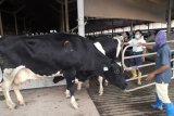 Produksi susu sapi GGL capai 6.500 per liter dalam sehari