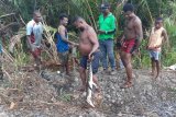 Warga tangkap buaya endemik Danau Sentani