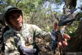 Aktivis satwa temukan burung dilindungi tergantung di hutan Pamurbaya