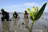 Penanaman Mangrove HUT TNI