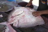 Warga tangkap ikan pari berbobot 200 kg, sebelumnya 70 kg