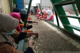 Miliki kandungan zat diambang batas, kopi gayo ditolak pembeli Eropa