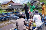 Pemberdayaan budidaya ikan nila oleh PT GBSM dinilai positif oleh pengamat ekonomi