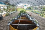 BWSS Perindah Kota dengan Taman Hydroponic (Video)