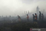Akademisi : Potensi karhutla kawasan terlantar tinggi