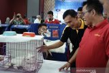 Diikuti 146 peserta, Magelang Cat Show 2019 hadirkan juri mancanegara