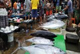 DKP dan BLH Jayapura periksa ikan untuk pastikan pencemaran merkuri