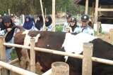 Polbangtan dituntut ciptakan lulusan kompeten di bidang inseminasi buatan