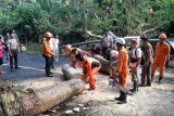Basarnas bersihkan pohon tumbang di Minut