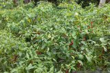 Harga cabai turun di Kabupaten Sangihe