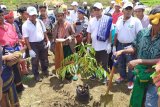 PLN NTT tanam 6.000 bibit pohon di Pulau Sumba