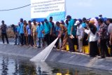 BI Sulsel resmikan panen perdana pengembangan klaster udang Vannamei di Pangkep