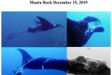 Wisatawan temukan ikan pari manta terlilit tali di Raja Ampat