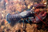 KKP meminta semua pihak bersabar tunggu kajian benih lobster
