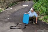 Begini penanganan pertama gigitan ular