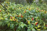 Petani di Tahuna Barat Sangihe panen cabai