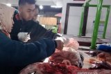 55 kg daging tak layak konsumsi di Kota Magelang dimusnahkan