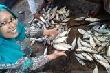 Pakar pangan Universitas Jember paparkan tips mencegah keracunan ikan tongkol