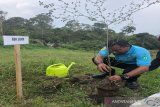 Polres Majene tanam pohon kembalikan hutan rusak akibat bencana