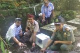 SKIPM Baubau melepasliarkan ketam kenari