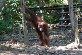 Tiga orangutan dilepasliarkan di Taman Nasional Bukit Raya