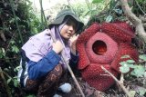 Dua bunga Rafflesia mekar di kawasan hutan Maninjau Sumbar