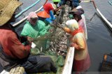 BPBD Jember ingatkan masyarakat pesisir waspadai gelombang tinggi