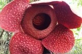 In Agam has found about 14 distribution points of Rafflesia Flowers