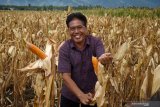 Panen raya Jagung pascabencana di Sigi