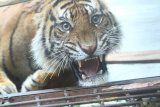 Dokter masih pantau kesehatan harimau ditranslokasi dari Sumsel