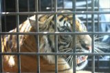 Dokter TWNC sebut kondisi harimau translokasi semakin baik setiap harinya