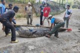 Evakuasi jadi solusi hindari konflik manusia dengan satwa dilindungi