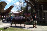 Destinasi wisata di Kabupaten Toraja Utara dukung wisata halal