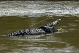 Ini aksi kejar-kejaran Matt Wright dengan buaya ban hingga dinihari