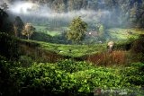 23 piton dan kobra dilepasliarkan di Taman Nasional Gunung Halimun Salak